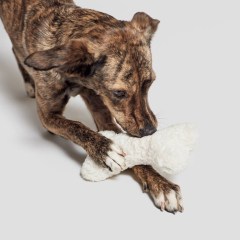 cloud7-dog-toy-love-bone-white-plush-dog